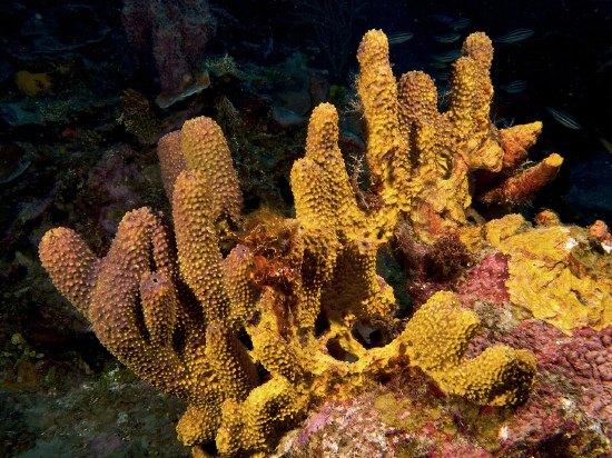  Pseudoceratina crassa (Branching Tube Sponge)